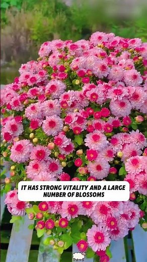 🌺Grow Beauty That Protects Your Garden | Pyrethrum Seeds