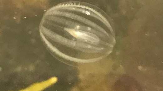 Strange jelly-like creatures washing up along Hampton Beach: Here’s what they are