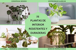 25 plantas de interior resistentes y duraderas - Nombres y fotos