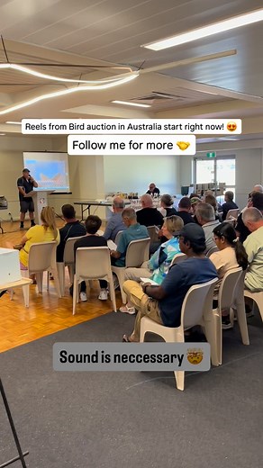 16 reactions | Auctioneer was crazy, so interesting bird auction in Australia. Bird video on auction soon  #auction #australia #bird #birds #exotic #money #strachotabreeding #chovstrach #zebrafinches #finches #parrot #parrotlover | ChovStrach - Strachota breeding | Facebook