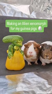 144K views · 1.7K reactions | Defeating Hollywood monsters, one crunch at a time  #guineapig #halloween #alien #foodart #xenomorph | Ohmyguinea | Facebook