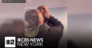 Peanut the squirrel tested negative for rabies after he was euthanized, officials say