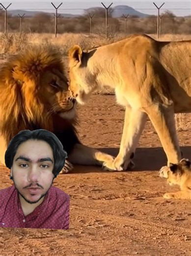 Exploring Late Night Wildlife Vlogs with Animals