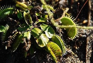 | Venus Flytrap World