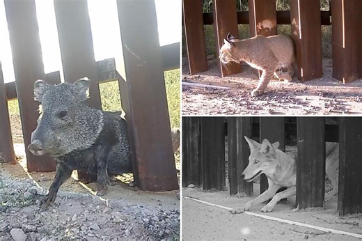 Controversial ‘doggie doors’ built into US-Mexico border wall — commissioned by the DHS