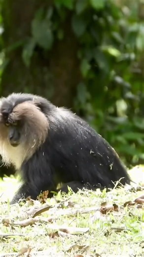 Lion-Tailed Macaque in the Canopy | Primate Life in Valparai Rainforest