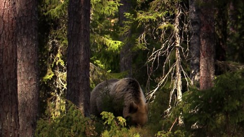 Uncover the Majestic Wildlife of Germany’s Lakes: From Rare Ospreys to Fascinating Dragonflies