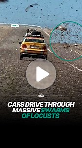 Cars pass through massive locust swarm on roadway