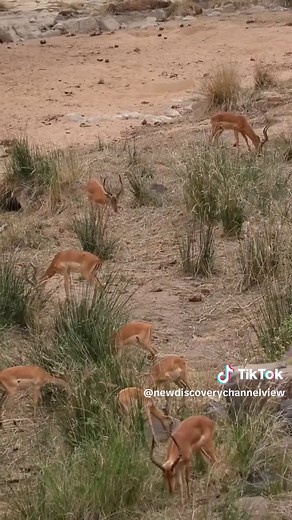 Discover Fascinating Animals Around the World