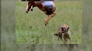 National Geographic Animals - Predator Fails - Seek and Destroy 1