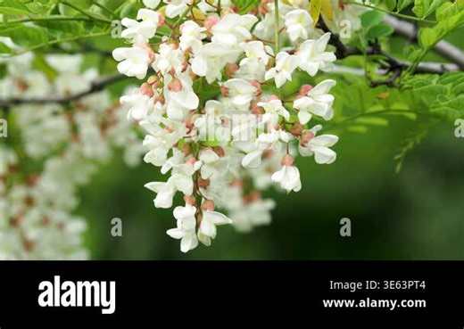 Locust tree blossom in spring Stock Video Footage - Alamy