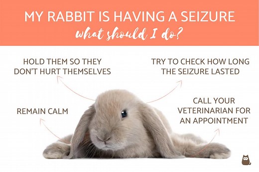 My Rabbit Is Having a Seizure, What Should I Do?