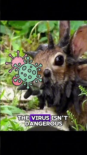 Mutant Rabbits Spotted in Colorado? 🐇