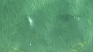 Blue water is in. Water so clear half way down Pier you can see to the bottom. Fish on bottom everywhere and everyone is fishing topwater with bobbers on. Lol. | Port Aransas Beachlife