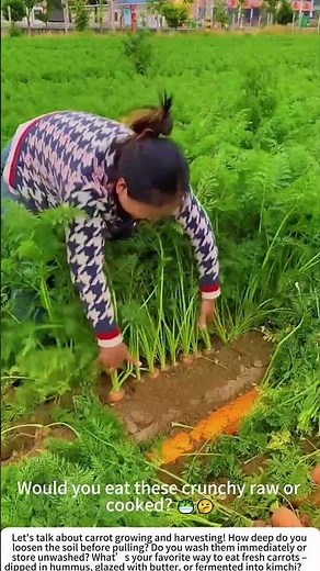 Harvesting Carrots by Hand – A Satisfying Pull from the Soil 🥕👩‍🌾