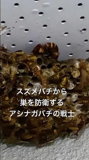 【絶対死守】スズメバチの捕食攻撃から巣を防衛するアシナガバチの戦士！！ #蜂 #bee