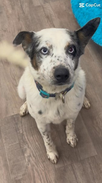 Meet Bronco! This handsome and sweet young man is a three year old Australian Shepherd/Blue Heeler mix and is as intelligent as he is charming! He has mastered commands like sit, paw, down and roll over! Bronco is eagerly waiting for his forever home, where he can showcase his skills, share his love and enjoy the good life! Come meet this adorable boy Bronco! 🐾Bronco: https://www.animalhouseshelter.com/pets/bronco/ 🐾Application to Adopt: https://www.animalhouseshelter.com/adoption-application/