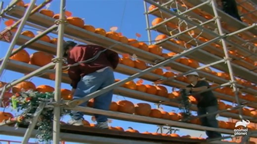 64K views · 293 reactions | Draw the curtains and turn off the lights because here come some of nature's brightest stars  We're counting down the top ten most extreme animals that glow in the dark, to find the creature that has the most uses for nature's neon. #TheMostExtreme | Animal Planet | Facebook