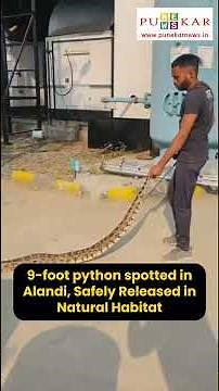 9-foot python spotted in Alandi, Safely Released in Natural Habitat
