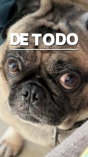 Descubre cómo Pet's Table® transforma su vida con ingredientes frescos. 🍗🧡 ¡Ordena hoy! | Pets Table