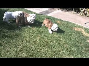 English Bulldog Puppies with Dad 8 weeks old