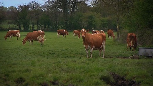 Geography KS3/KS4: Why do dairy farmers go organic?