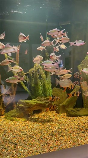 1,000 Gallon Home Aquarium