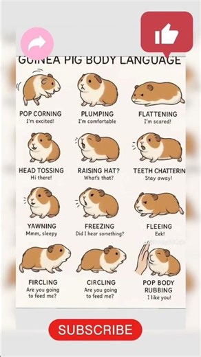 Here are some YouTube channel title ideas for your guinea pig content 🐹:#nobatidao #trending #short