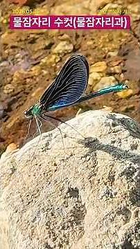 [GG-A837]🦋잠자리가 나비처럼!🫢날파리 사냥꾼! #물잠자리 #생물관찰 #영상도감 #insects #hunting #dragonfly #백운사 #성적이형 #의왕 #정자전쟁