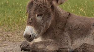 Stella the Mini Donkey Loves to Cuddle with Her Mom in Adorable Lap Nap
