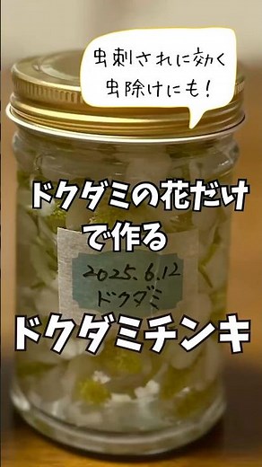 ドクダミの活用【ドクダミの花で作るチンキ】虫刺されに効いたよ