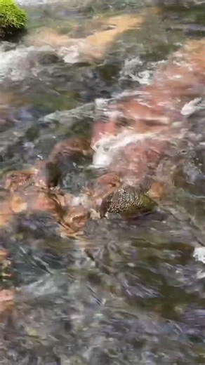 【奥入瀬速報】音で涼む、雲井の滝(2026年6月18日)#奥入瀬渓流 #青森県 #十和田市 #自然 #絶景 #asmr #宿 #奥入瀬屋 #水の音 #旅行 #青森旅行 #japantravel
