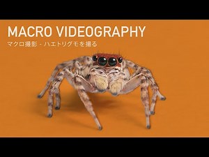 MACRO VIDEOGRAPHY｜マクロ撮影ハエトリグモを撮る【LUMIX S5 + SIGMA 105mm F2.8 MACRO】