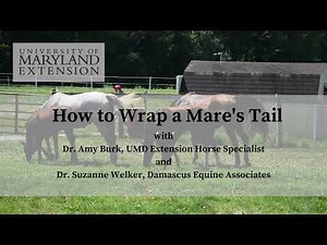 How to Wrap a Mare's Tail