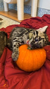372K views · 24K reactions | The clouded leopard cubs had a gourd time carving their own pumpkins!  | Nashville Zoo | Facebook