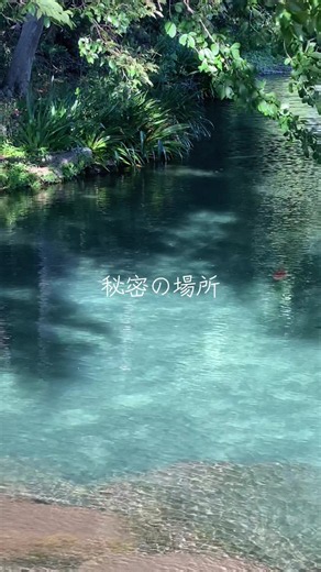 モネの池みたい✨ 羽島用水ビオ なんと岐阜基地のすぐ近く こんな場所あるなんて知らなかった〜‼︎ 綺麗な池に泳ぐ鯉や新緑も 美しくて癒されました🌱 風が強いと水面が波立ってしまうので風があまりない日がおすすめです💦 また行ってみよ☺️ #羽島用水ビオ #各務原 #モネの池