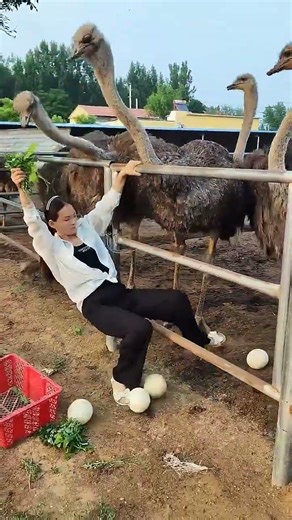 #ostricheggs #funny #ostrich #shorts