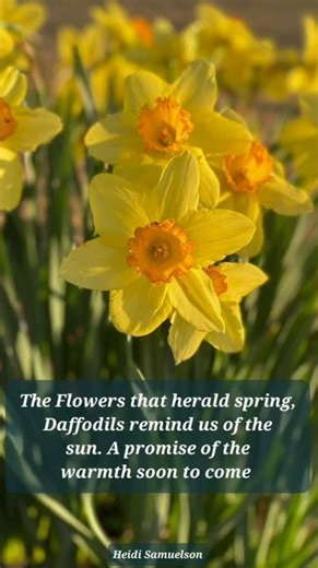 Abundant Blossoms