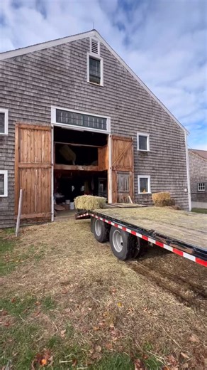 Hay day on the farm! 🌾🐷 We just loaded up 160 bales to keep the pigs happy (and full!) all winter long — and it’s our first time storing hay in the new pig barn! 🙌 Huge thanks to @musterfieldfarm for supplying this beautiful hay — we love a micro-local, farmer-to-farmer connection 💚 Here’s to cozy pigs and a barn full of good hay this winter! ❄️ #pastureraisedpork #hayday #bouldermeadowsfarm | Boulder Meadows Farm