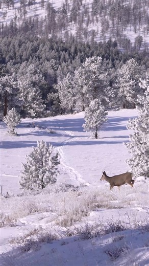 Good Bull Guided Tours on Instagram: "Mule deer in the snow. #photography #wildlife #nature #buck #foryoupageシ"