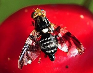 Apple maggot - Alchetron, The Free Social Encyclopedia