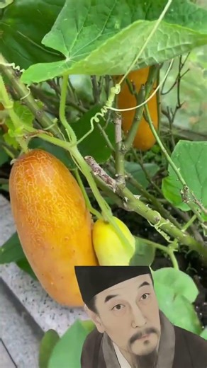 Five vegetables you can save your own seeds for #seeds #vegetables #growingtips #vegetablegrowing...