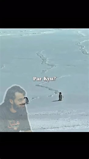 The nihilist penguin is a popular internet meme that humorously represents feelings of emptiness, irony, and existential thinking. It usually features a penguin paired with captions expressing ideas like the lack of meaning in life, emotional detachment, or quiet cynicism. The meme works because of the contrast between the penguin's cute, harmless appearance and the heavy, philosophical tone of the text. Rather than promoting serious philosophy, it uses dark humor to reflect thoughts many people