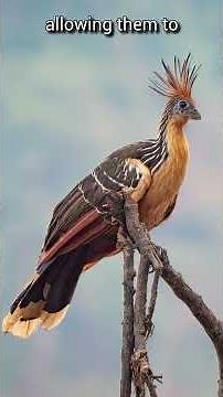 Claws, Cows and Chaos | This is too bizarre | Hoatzin | S01 069 | Remarkable Birds