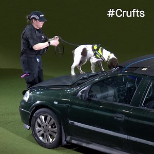 Sometimes things don't quite go to plan 😂 Here are your funniest moments from #Crufts 2023 🐶 | Crufts