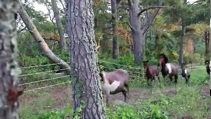 201K views · 10K reactions | Pony Penning 2022 - Southern Herd Roundup | DSC Photography | Facebook