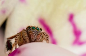 11 Spiritual Meanings of Spiders in Dreams: It’s a bad sign?