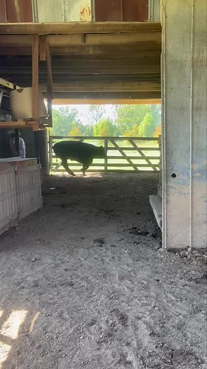 6.8K views · 33 reactions | Sorting cows requires some fancy footwork! Good thing Todd is a fast on his feet.  Staring off with a big animal in close quarters is something that takes lots of nerve and practice. #FarmLife #SortingCattle | Shady Lane Cattle | Facebook