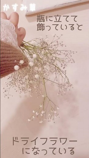 [Handmade Instructor] Introducing Baby's Breath