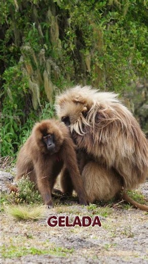 This is Gelada Monkey 🐒✨ #monkey #gelada